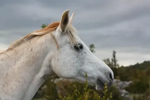 Profesjonalne akcesoria dla konia