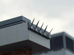 Sikorka bogatka siedząca na oszronionej gałęzi sosny w zimowym lesie.